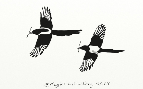 Magpie pair nest building